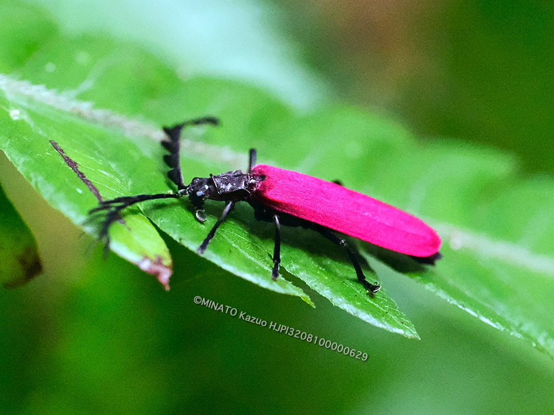 オキナワクシヒゲベニボタル