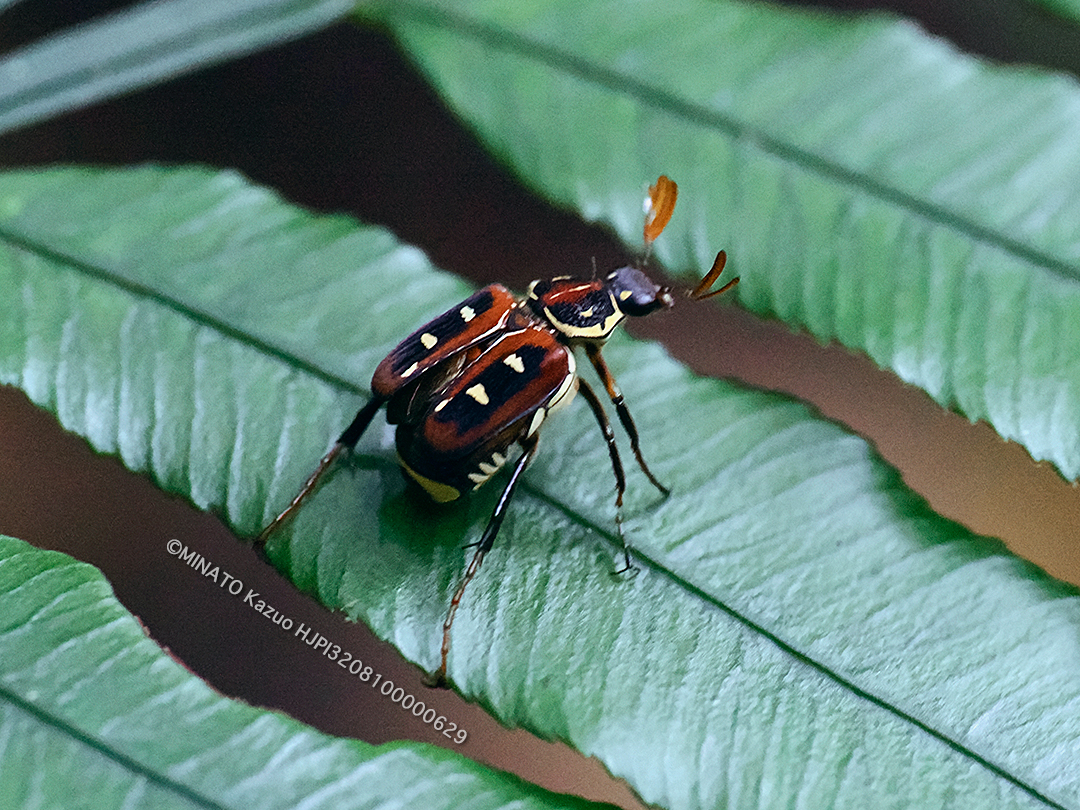 オキナワトラフハナムグリ褐色型雄