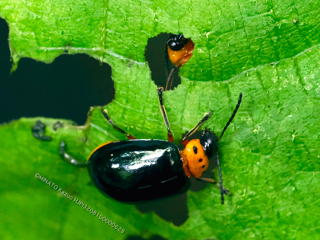 オキナワイチモンジハムシ