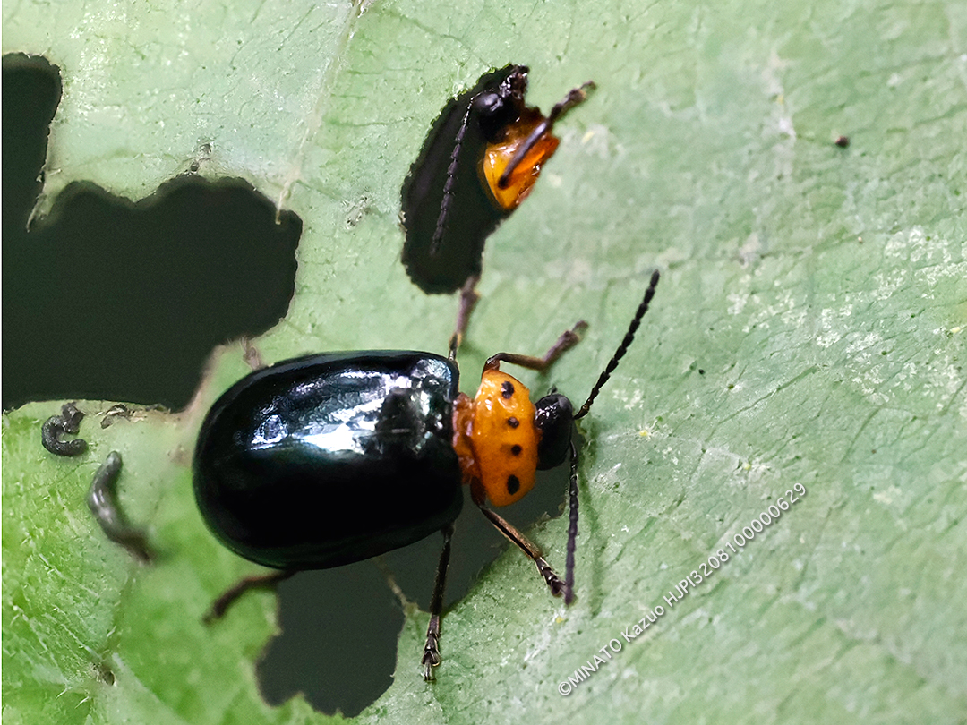 オキナワイチモンジハムシ（深度合成撮影）