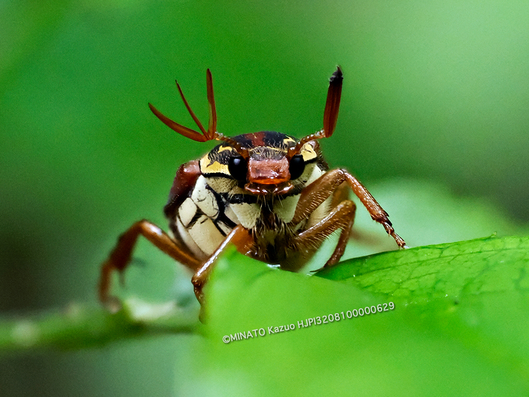 オキナワトラフハナムグリ褐色型雄
