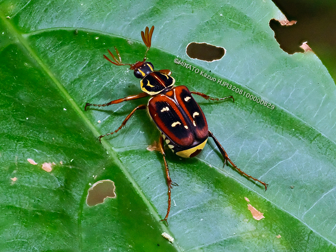 オキナワトラフハナムグリ褐色型雄
