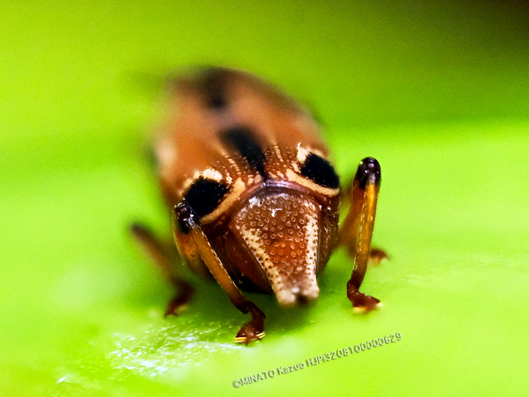 ヨツメオサゾウムシ