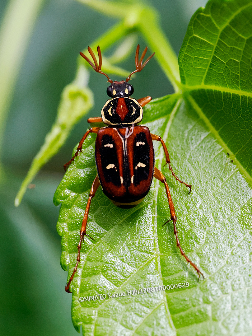 オキナワトラフハナムグリ褐色型雄