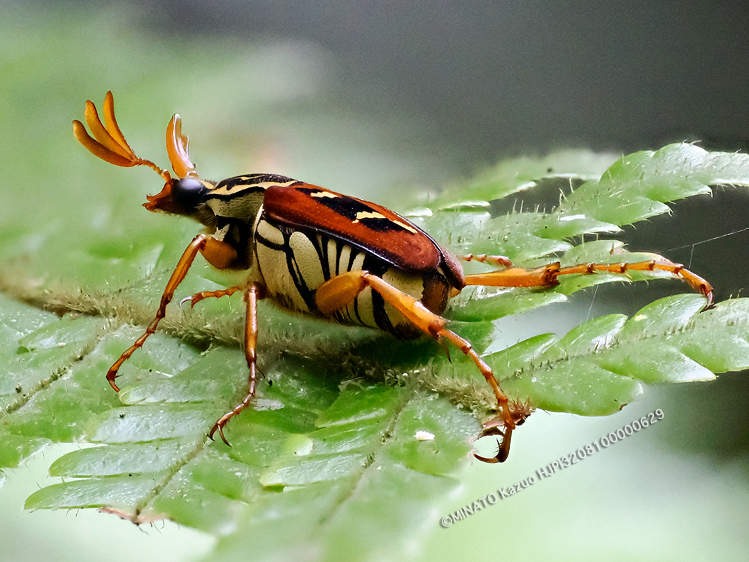 オキナワトラフハナムグリ褐色型雄