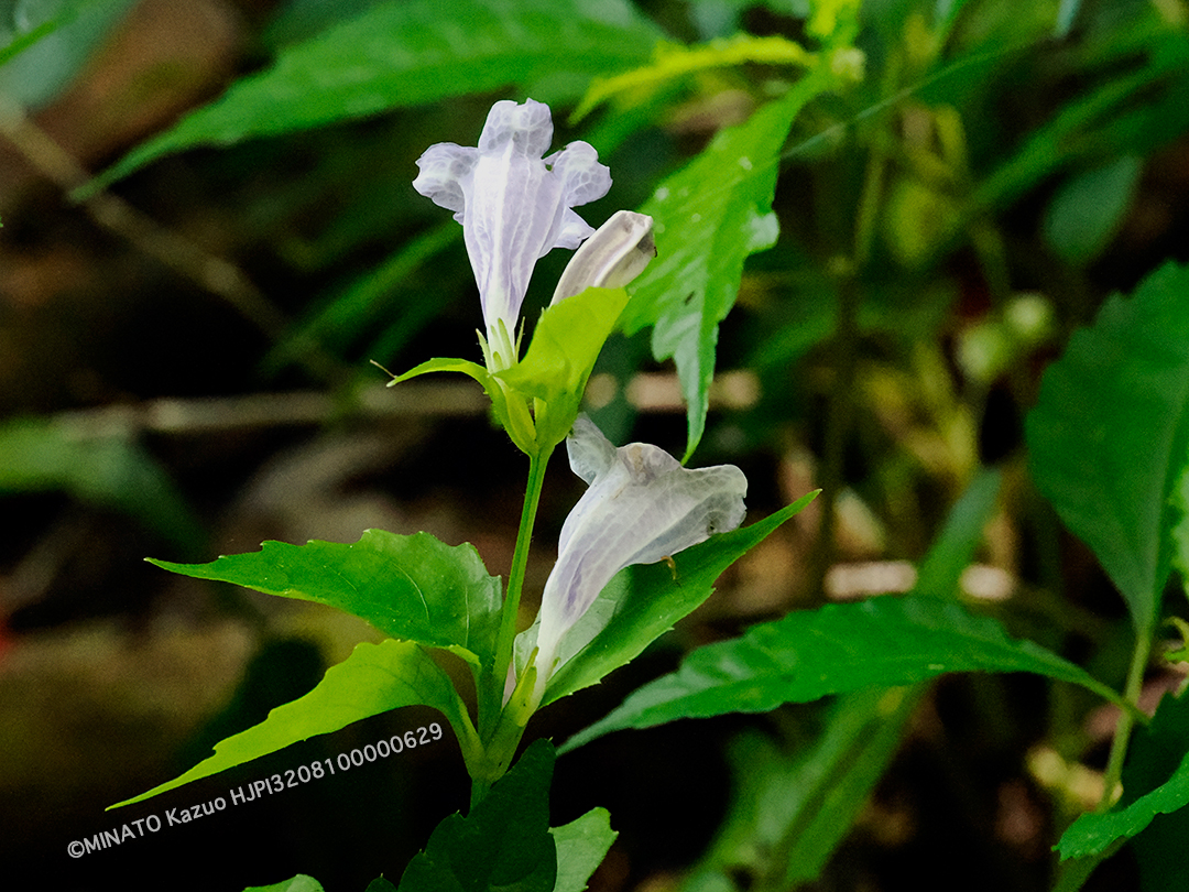 セイタカスズムシソウ