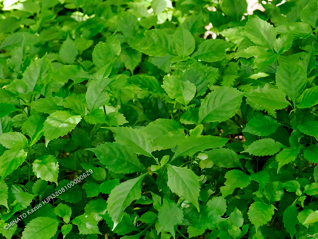 セイタカスズムシソウ