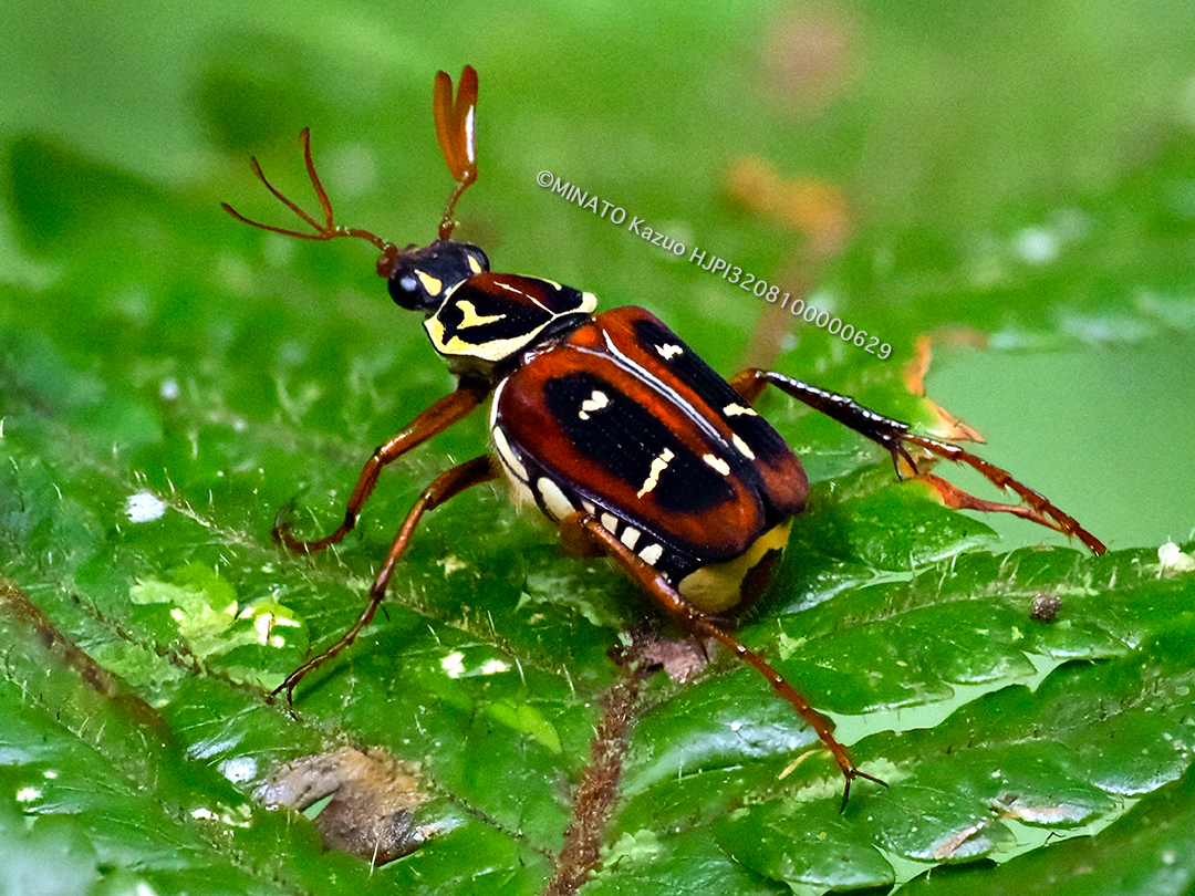 オキナワトラフハナムグり褐色型雄