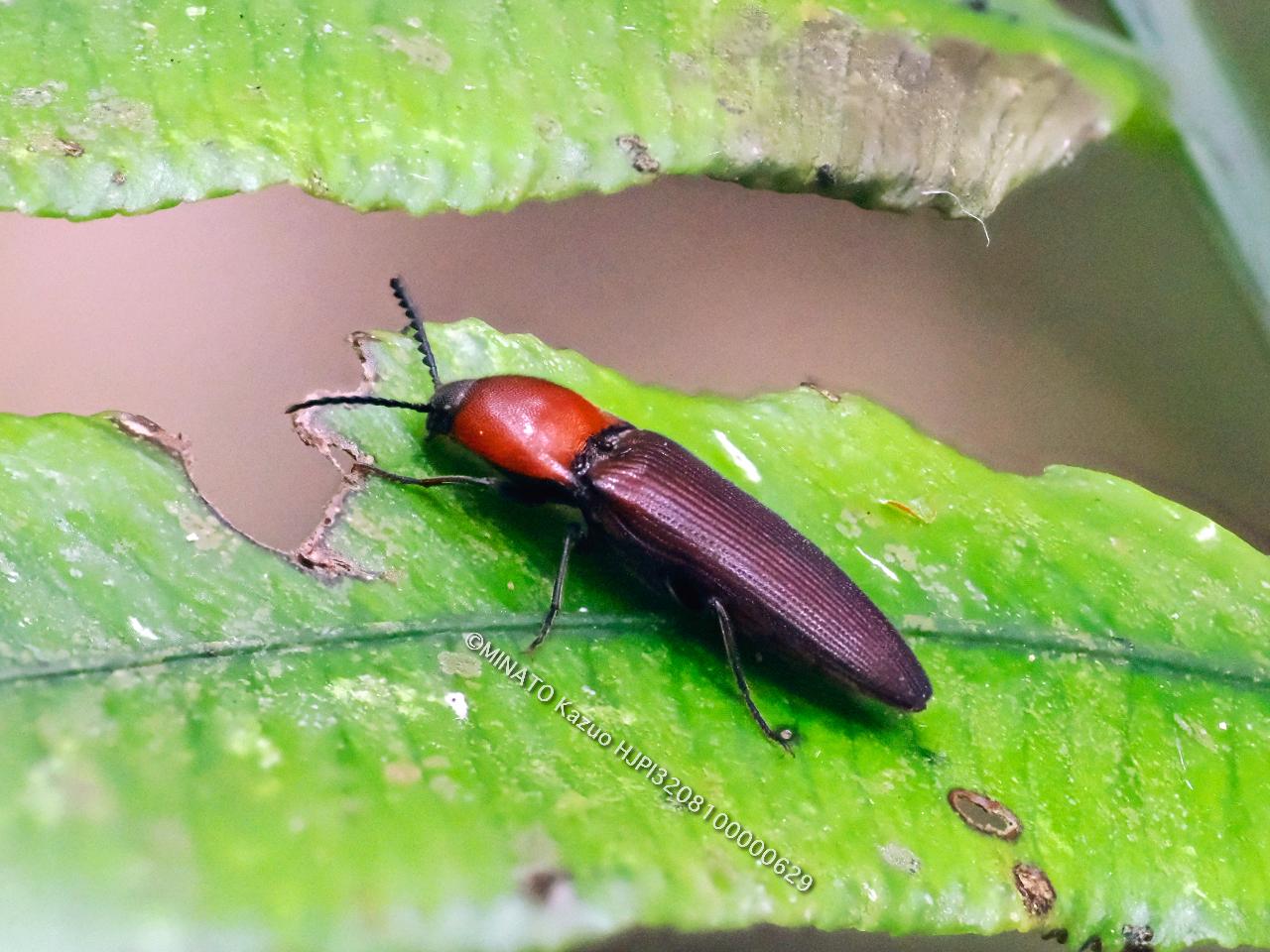 アリタムネアカコメツキ