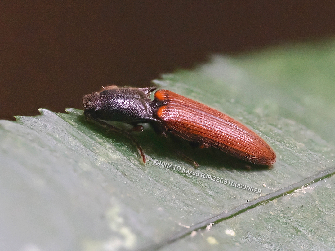 クニヨシホソクシコメツキ