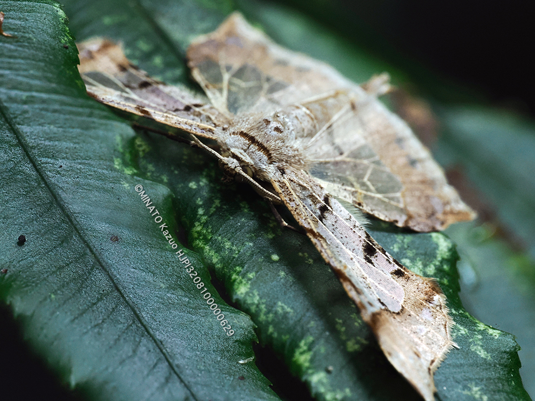 スカシエダシャク