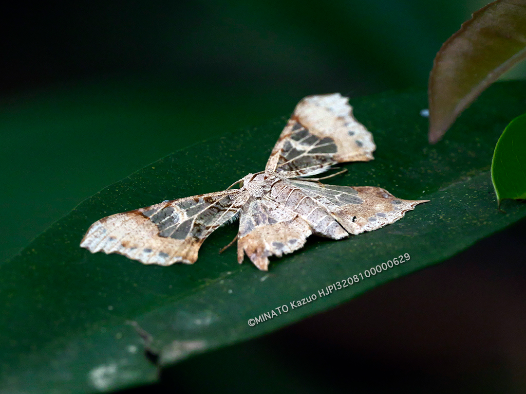 スカシエダシャク