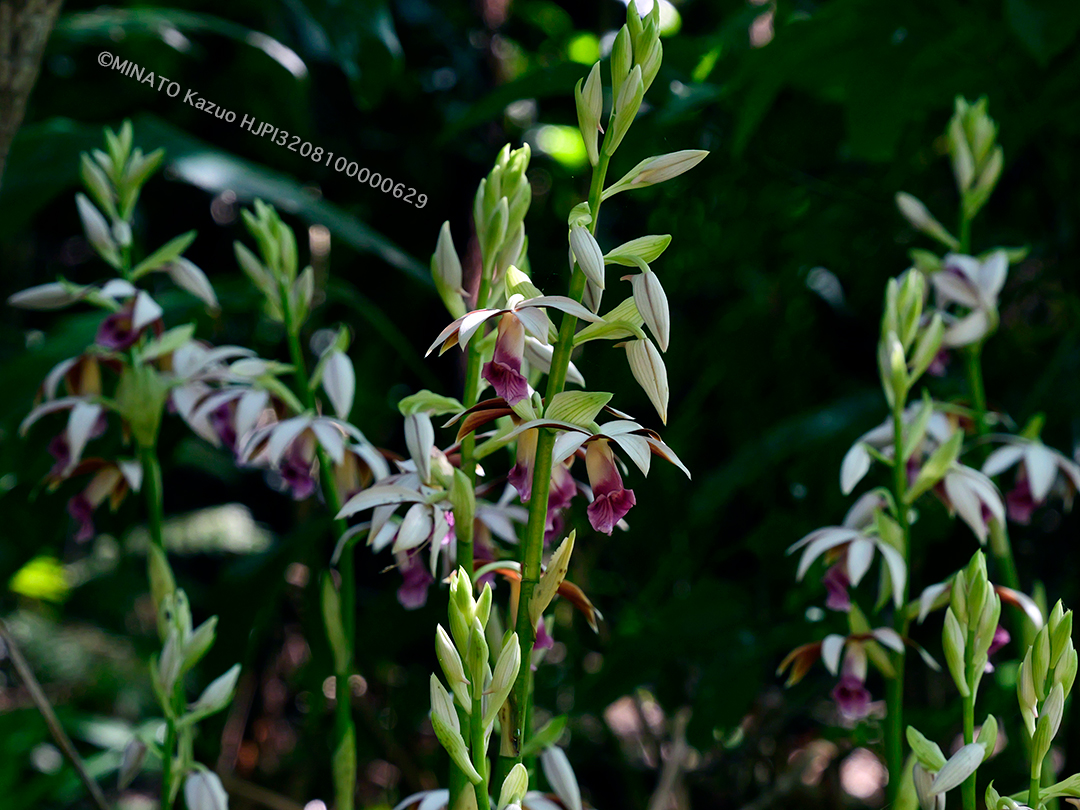 カクチョウラン