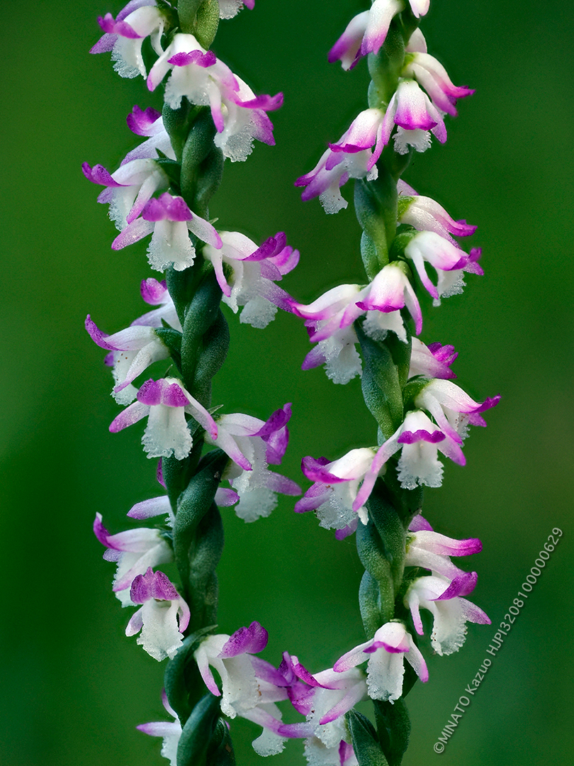 ナンゴクネジバナ