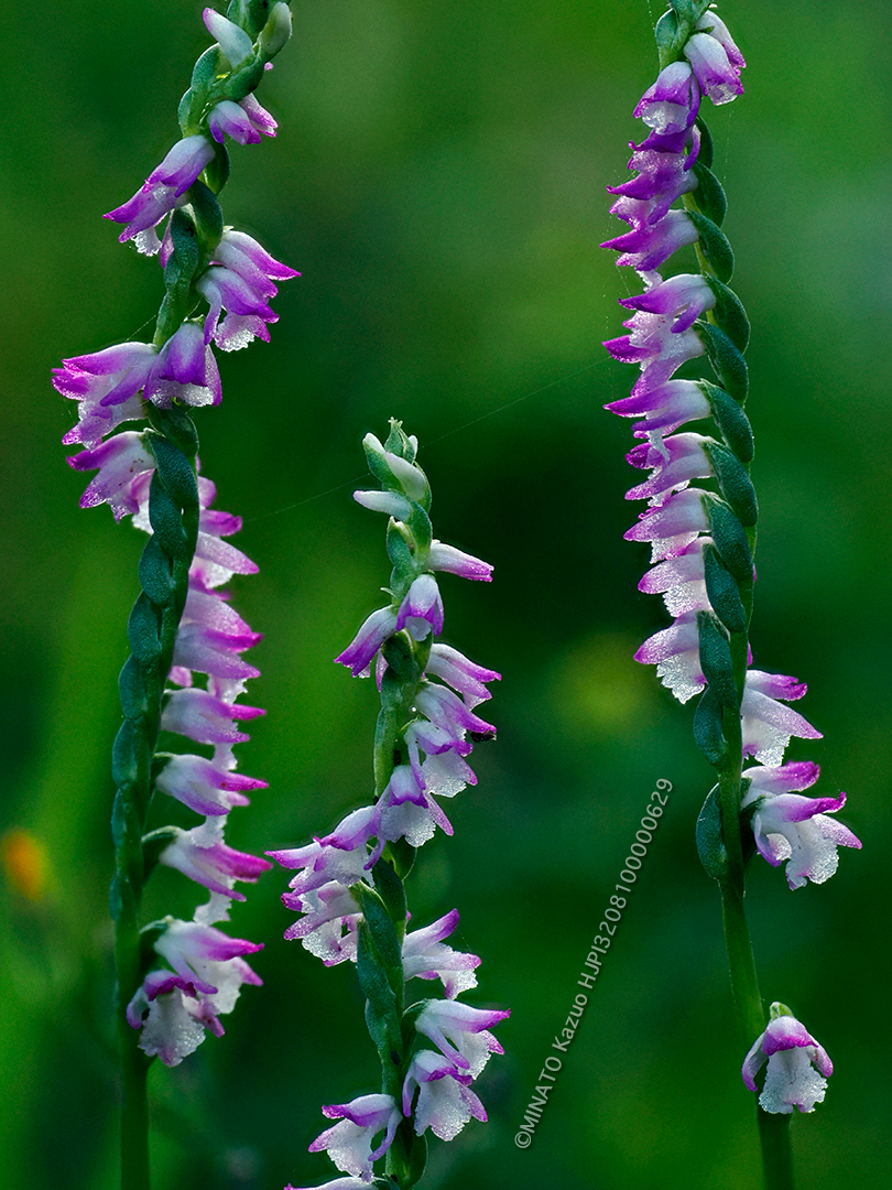 ナンゴクネジバナ