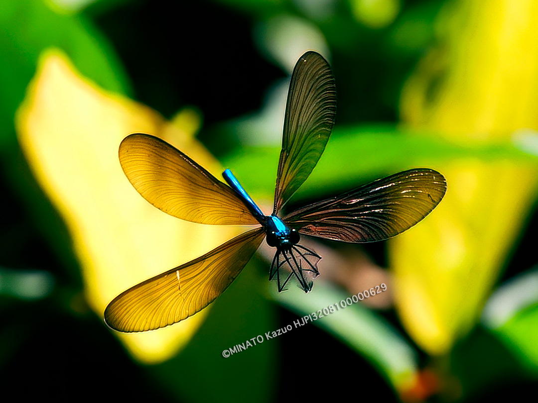 リュウキュウハグロトンボ雄