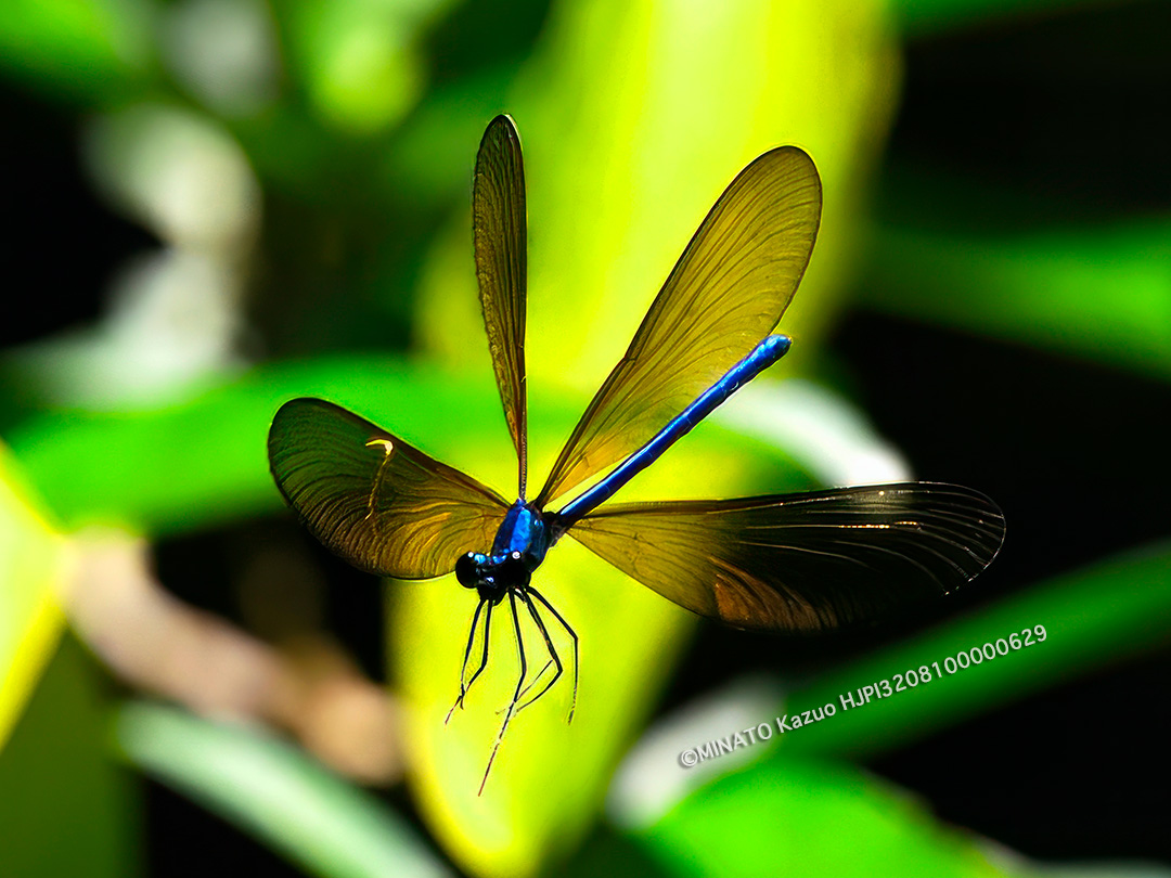 リュウキュウハグロトンボ雄