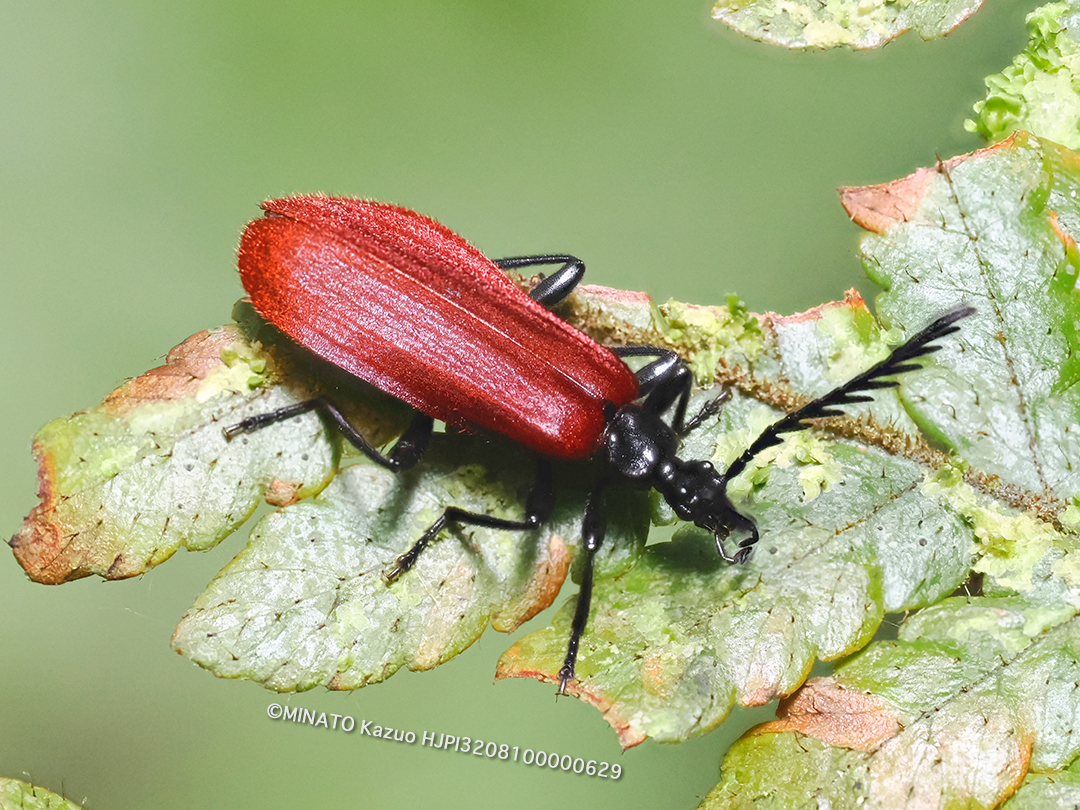 アカハネムシの一種
