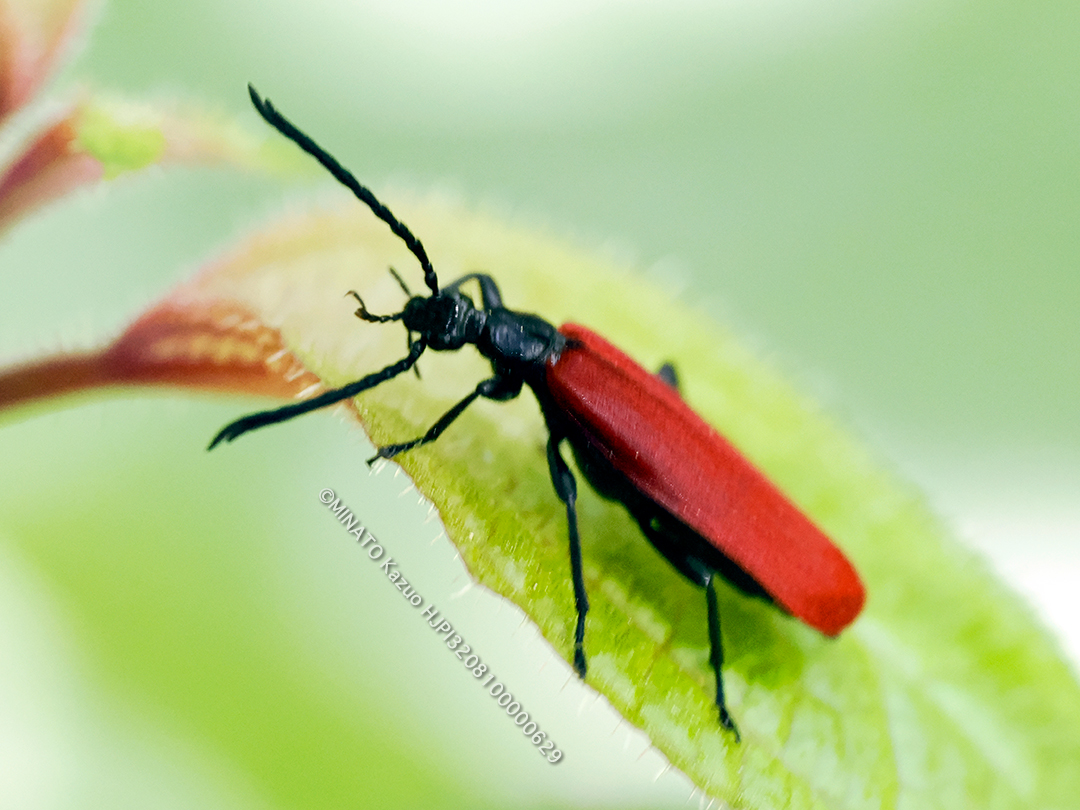 アカハネムシの一種