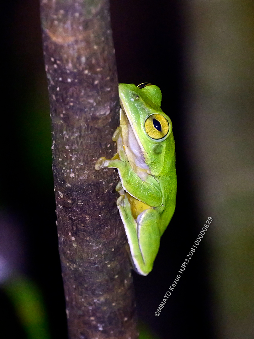 オキナワアオガエル