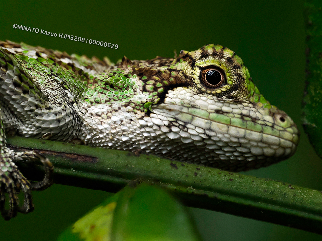 オキナワキノボリトカゲ