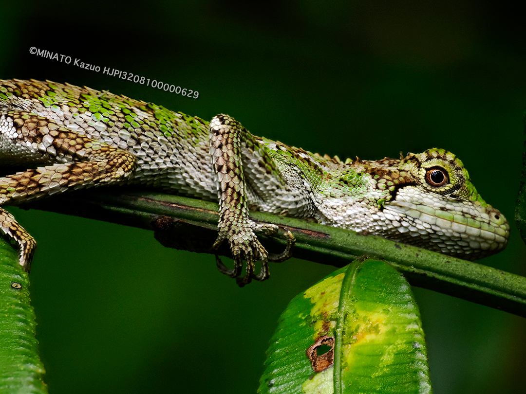 オキナワキノボリトカゲ