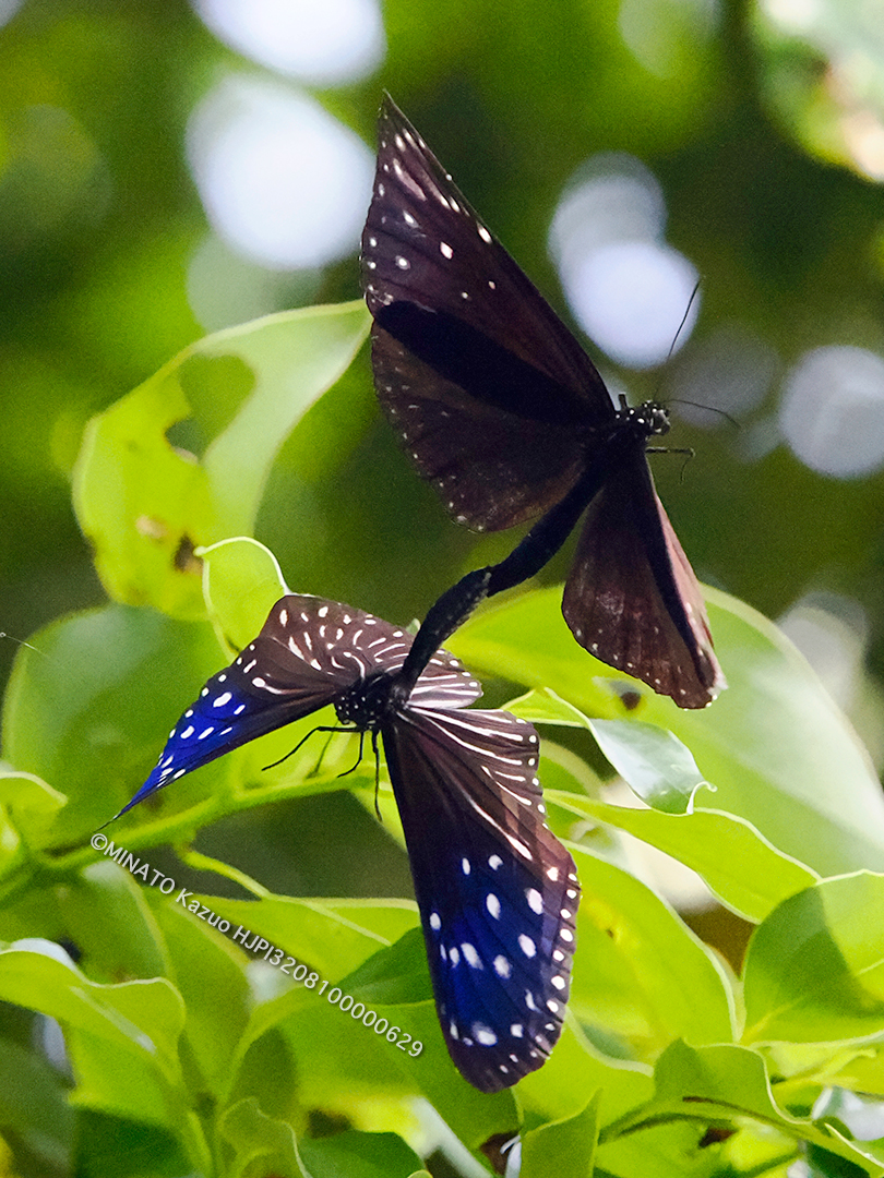ツマムラサキマダラ交尾ペア