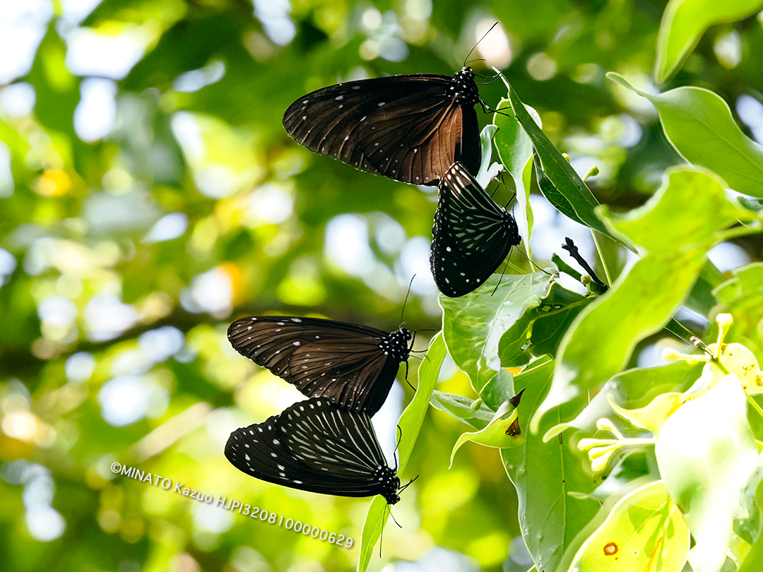 ツマムラサキマダラ交尾ペア