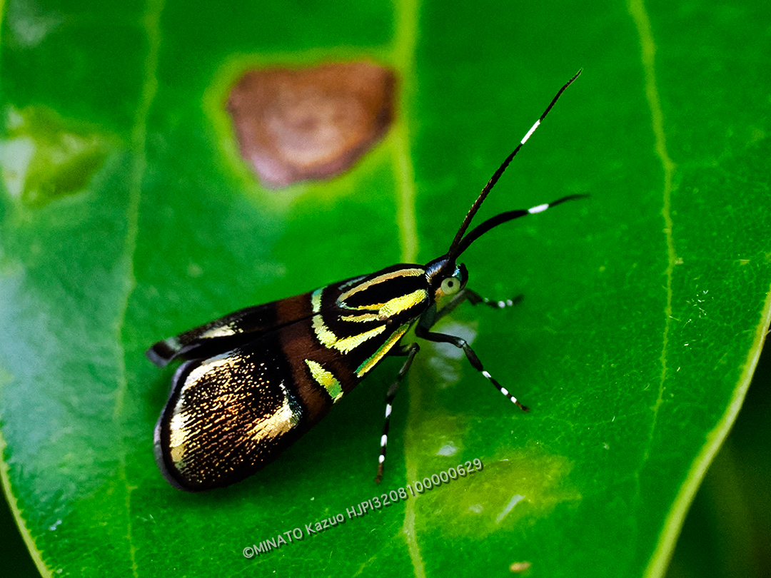 イヌビワオオハマキモドキ