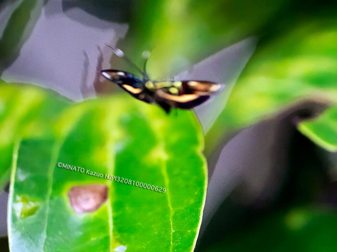 イヌビワオオハマキモドキ