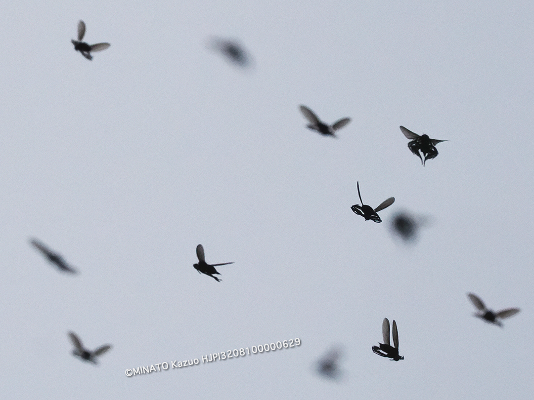 ウルマオドリバエ