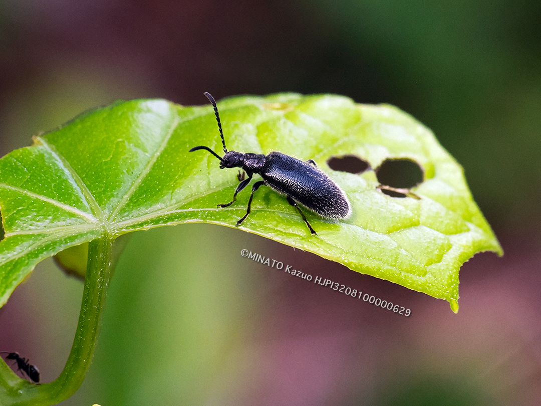 ウルマクロハムシダマシ