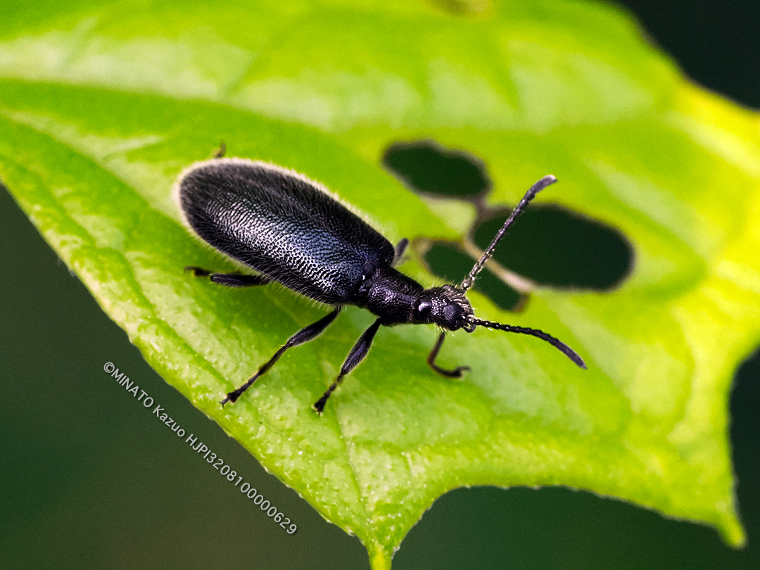 ウルマクロハムシダマシ