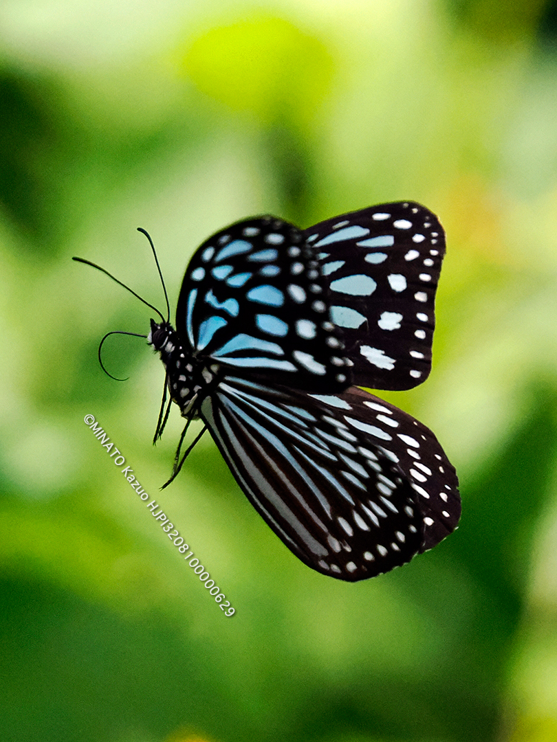 リュウキュウアサギマダラ