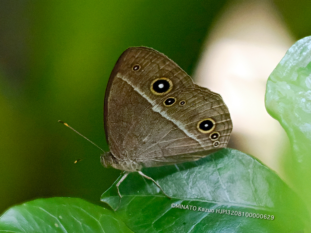 リュウキュウヒメジャノメ