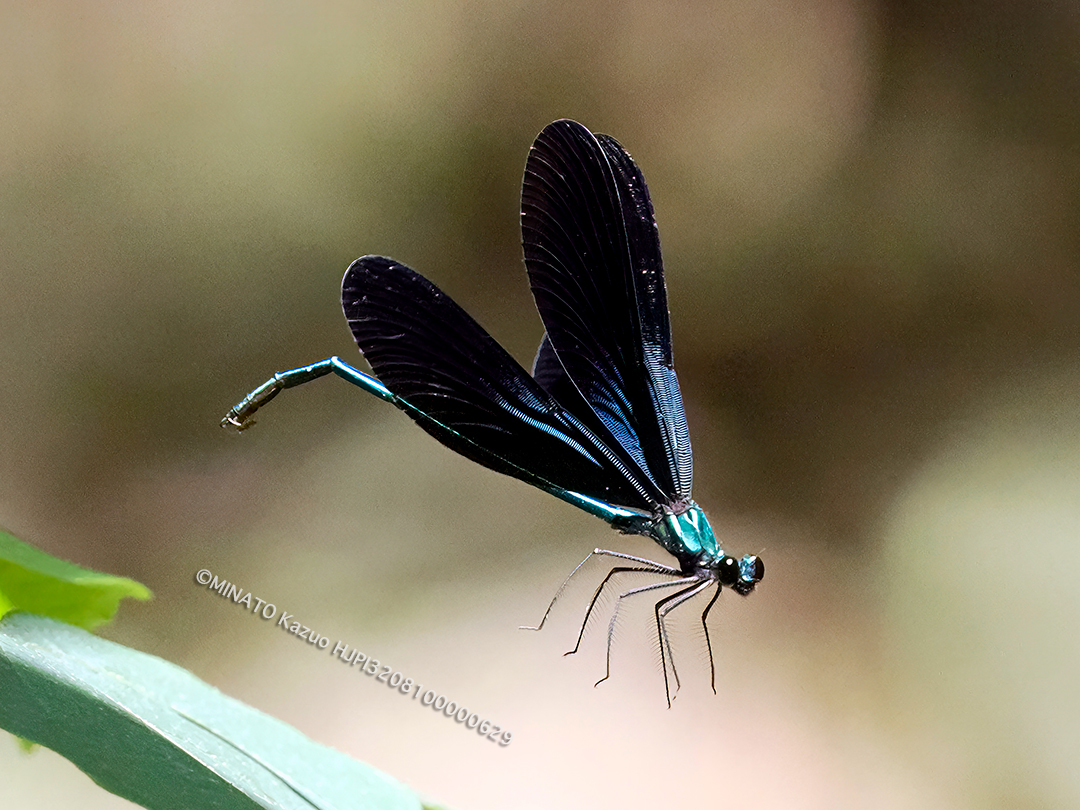 リュウキュウハグロトンボ雄