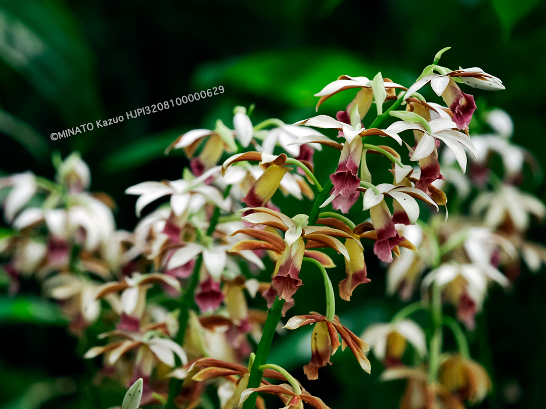 カクチョウラン