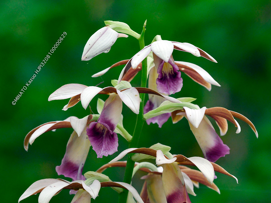 カクチョウラン