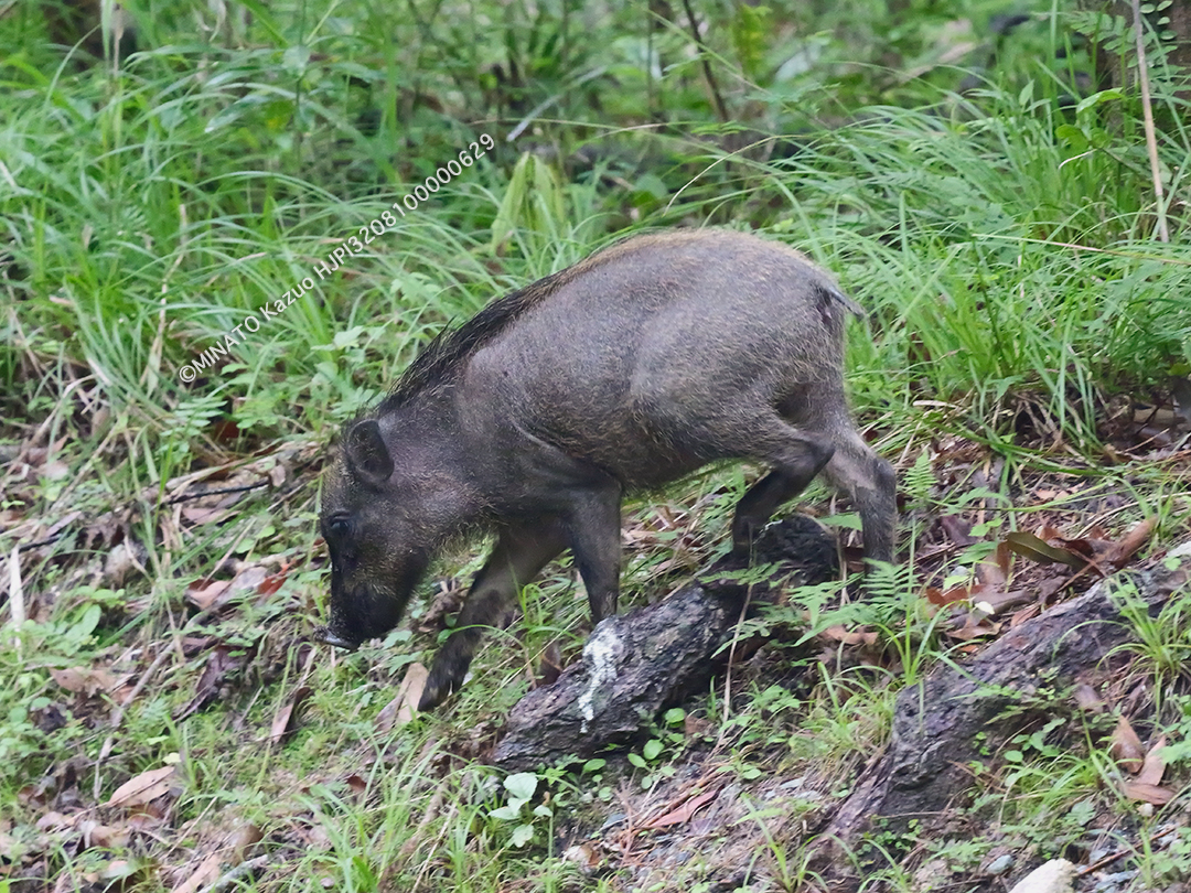 リュウキュウイノシシ