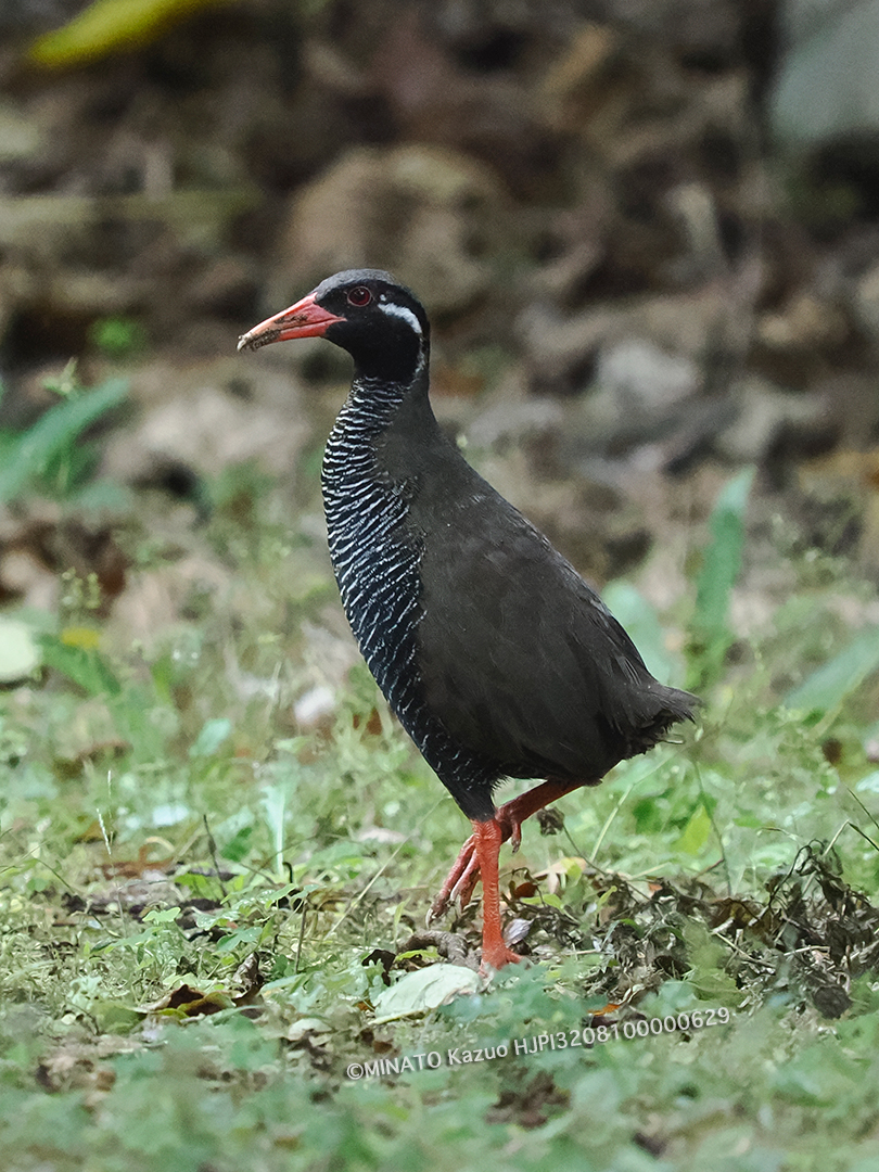 ヤンバルクイナ
