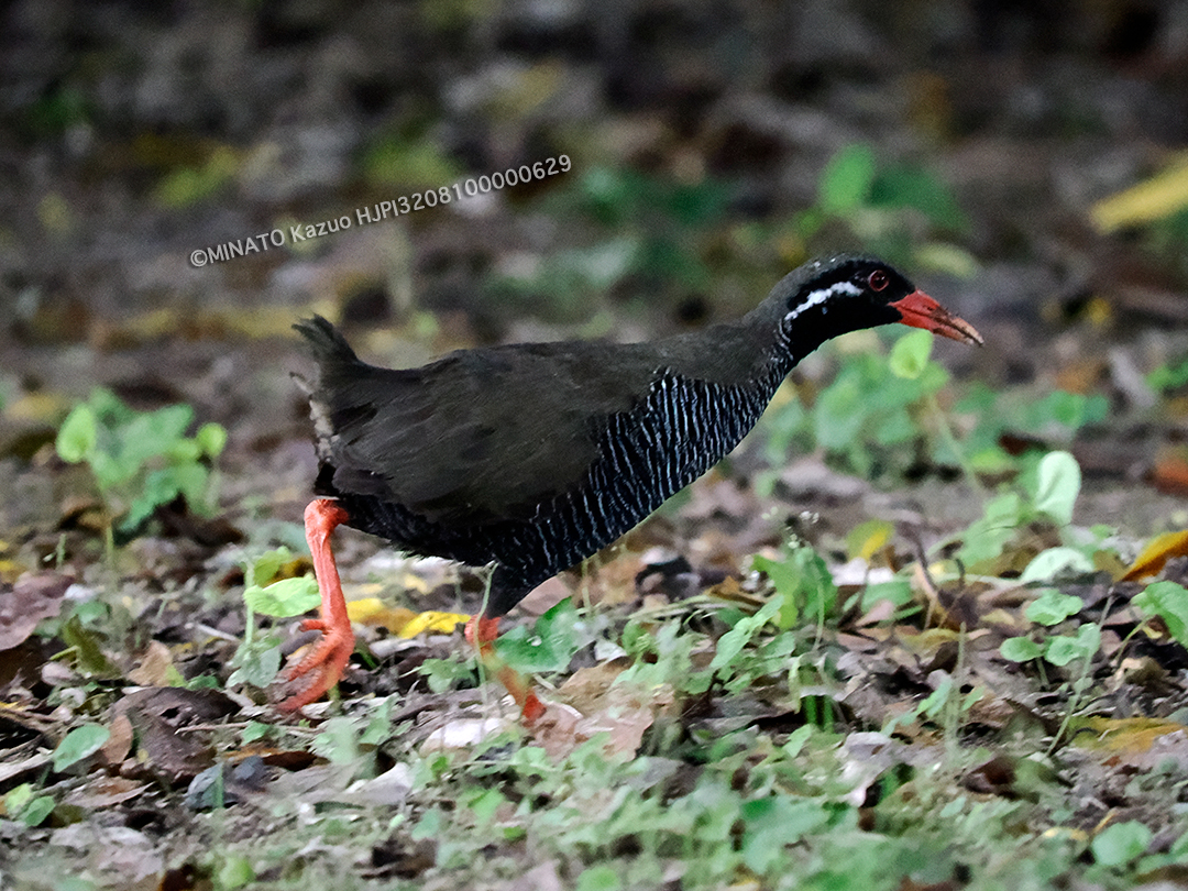 ヤンバルクイナ