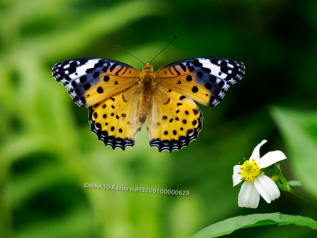 ツマグロヒョウモン雌