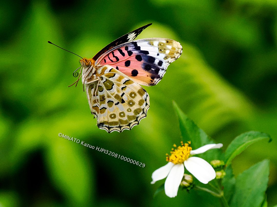 ツマグロヒョウモン雌