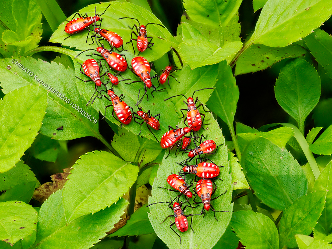 アカホシカメムシ