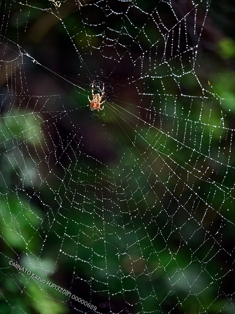 ホシオニグモ
