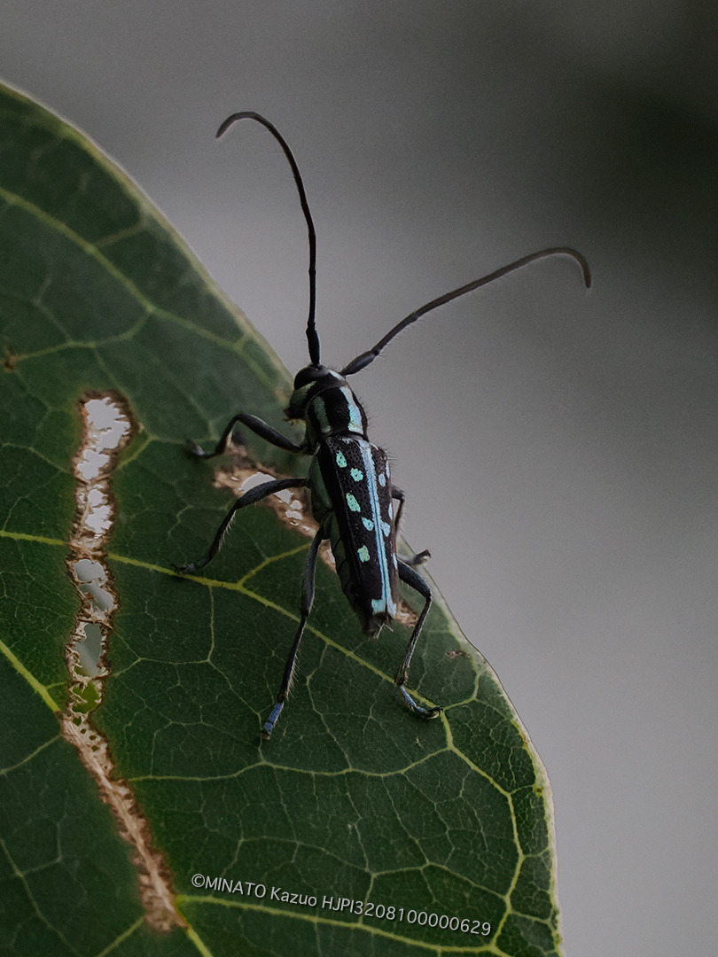 リュウキュウルリボシカミキリ