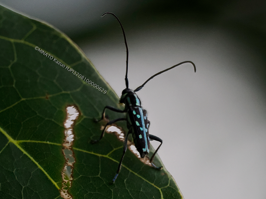 リュウキュウルリボシカミキリ