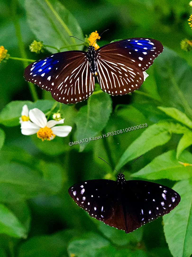 ツマムラサキマダラ