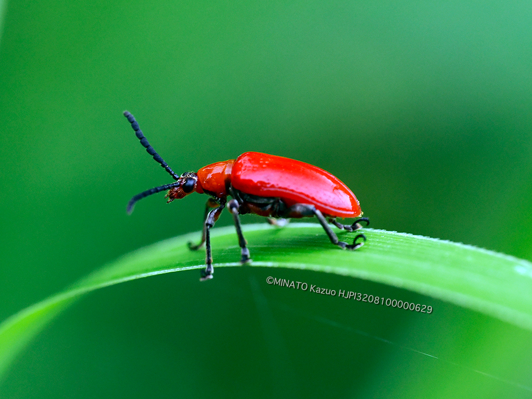 オキナワクビナガハムシ