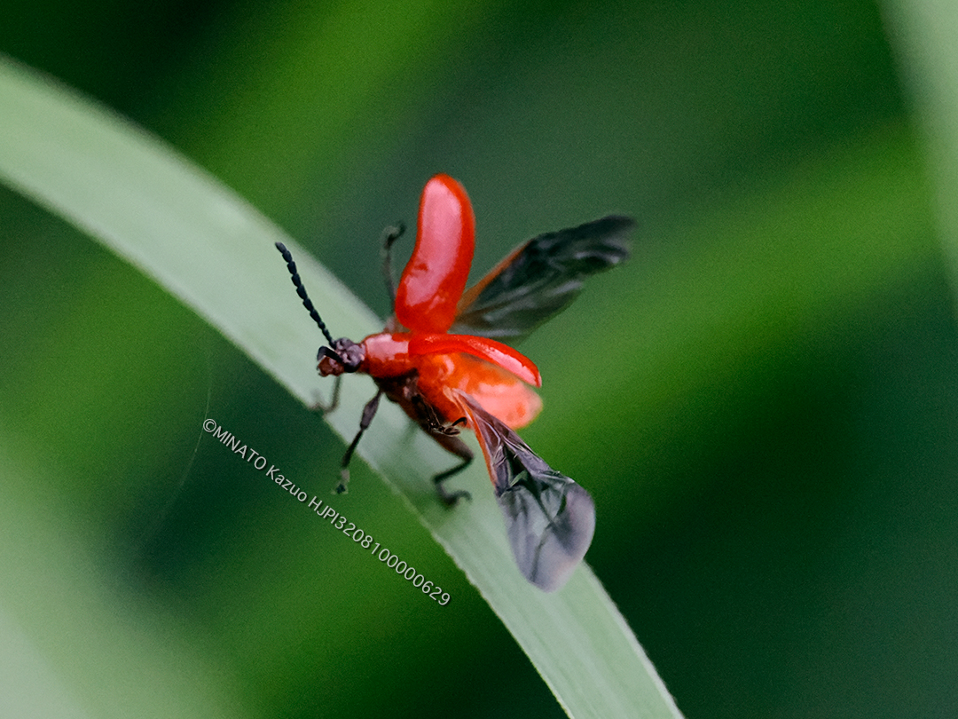 オキナワクビナガハムシ